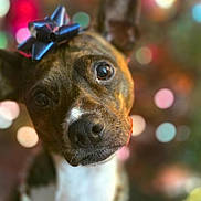 Mj. joined the competition — help win amazing prizes! adorable, animal, background, bokeh, brown, close_up, colorful, curious, cute, decorative_bow, dog, ears, expression, face, festive, indoor, necklace, pet, portrait, white