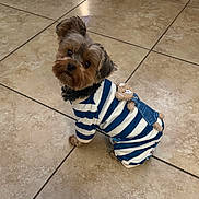 Leia joined the competition — help win amazing prizes! dog, small_dog, pet, striped_clothing, teddy_bear, floor_tiles, indoor, cute, looking_up, brown_fur, black_fur, ears, adorable, puppy, animal, mammal, clothing, outfit, sitting, companion
