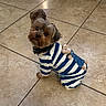 dog, small_dog, pet, striped_clothing, teddy_bear, floor_tiles, indoor, cute, looking_up, brown_fur, black_fur, ears, adorable, puppy, animal, mammal, clothing, outfit, sitting, companion