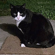 Charlot participe au concours pour gagner de l'argent avec cette photo : cat, black_and_white, outdoor, night, grass, doormat, concrete, animal, pet, alert, sitting, looking, eyes, shadow, mobile_screenshot, user_interface, text_overlay, emoji, dark, fur