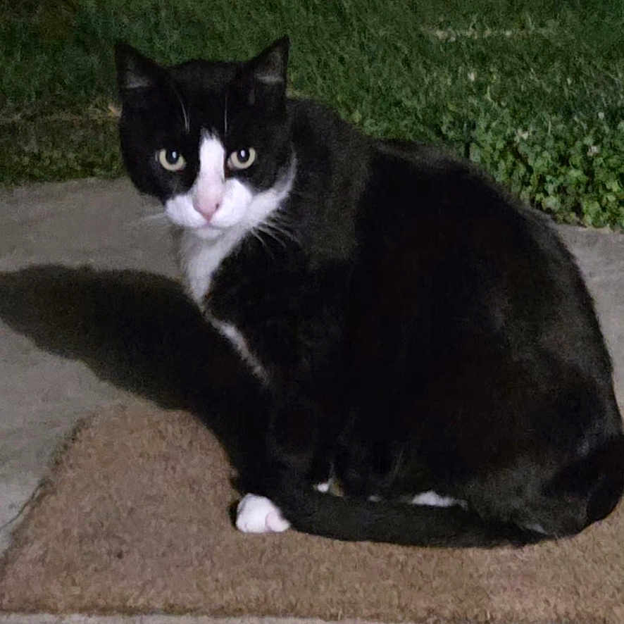 Charlot participe au concours pour gagner de l'argent avec cette photo : cat, black_and_white, outdoor, night, grass, doormat, concrete, animal, pet, alert, sitting, looking, eyes, shadow, mobile_screenshot, user_interface, text_overlay, emoji, dark, fur