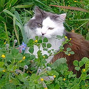 Heidi a rejoint le concours — aidez-le/la à gagner de superbes lots ! cat, animal, pet, fluffy, white, gray, greenery, plants, flowers, yellow_flowers, clover, nature, outdoor, grass, leafy, wildlife, cute, feline, mammal, closeup