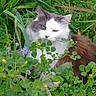 cat, animal, pet, fluffy, white, gray, greenery, plants, flowers, yellow_flowers, clover, nature, outdoor, grass, leafy, wildlife, cute, feline, mammal, closeup