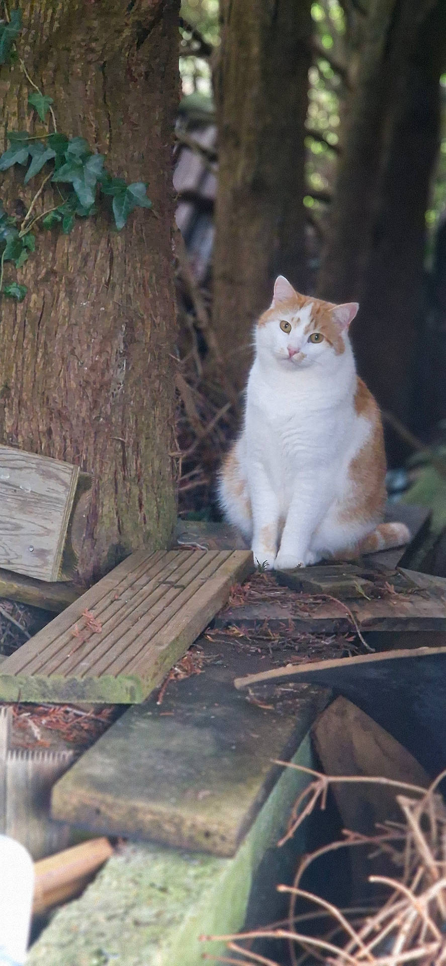 Myron participe au concours pour gagner de l'argent avec cette photo : animal, architecture, bench, building, cat, furniture, house, housing, land, leaf, nature, outdoors, pet, plant, plywood, porch, soil, tree, vegetation, wood