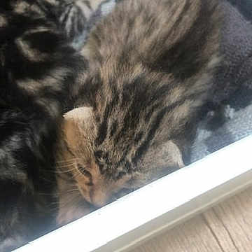 Simba