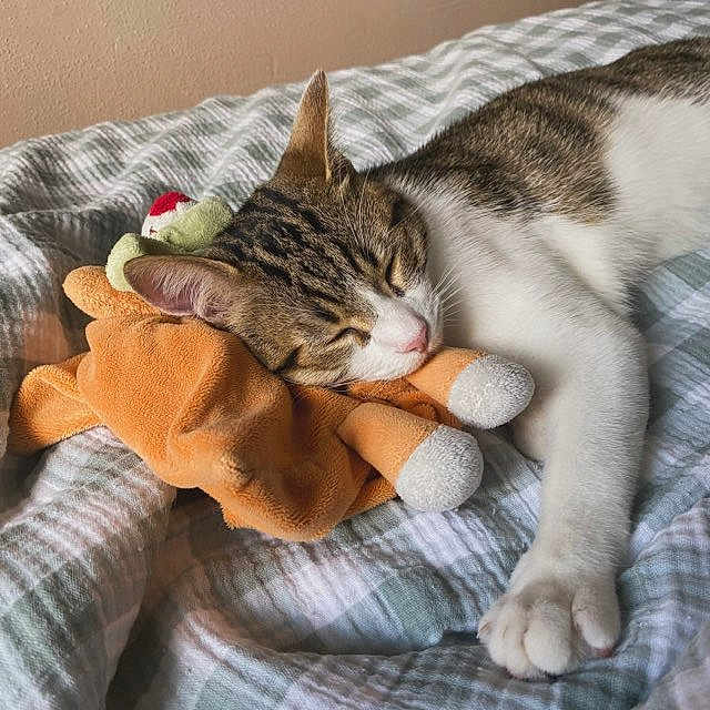 Loki participe au concours pour gagner de l'argent avec cette photo : animal, bed, blanket, cat, comfort, cozy, cute, feline, indoor, paw, pet, plush_toy, reindeer_toy, relaxation, resting, sleeping, soft, striped, tabby, whiskers