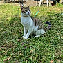 alert, animal, backyard, cat, chair, curious, daylight, furniture, garden, grass, greenery, leash, nature, outdoor, pet, sitting, sunlight, tabby, white, wildflowers