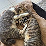 cat, sleeping, snuggling, tabby, gray_cat, feline, pet, blanket, cozy, indoor, floor_tiles, tail, paw, cute, domestic_animal, animal, fur, resting, companion, affection