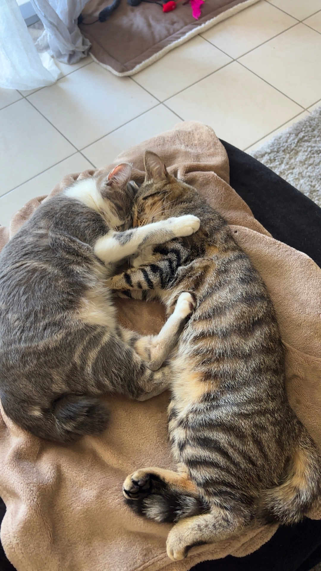 Moune Miou participe au concours pour gagner de l'argent avec cette photo : cat, sleeping, snuggling, tabby, gray_cat, feline, pet, blanket, cozy, indoor, floor_tiles, tail, paw, cute, domestic_animal, animal, fur, resting, companion, affection