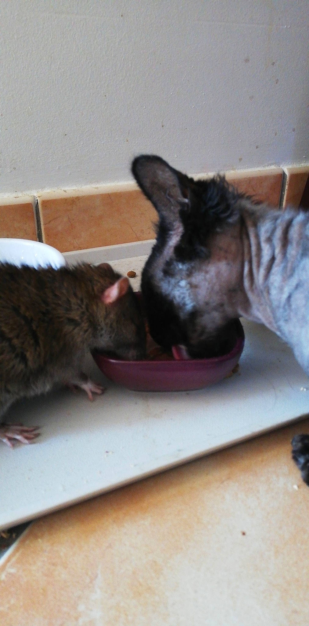 Happiness a rejoint le concours — aidez-le/la à gagner de superbes lots ! carnivore, claw, comfort, companion_dog, dog, dog_breed, domestic_short_haired_cat, fawn, felidae, fur, guard_dog, mammal, nap, paw, small_to_medium_sized_cats, snout, tail, terrestrial_animal, vertebrate, whiskers