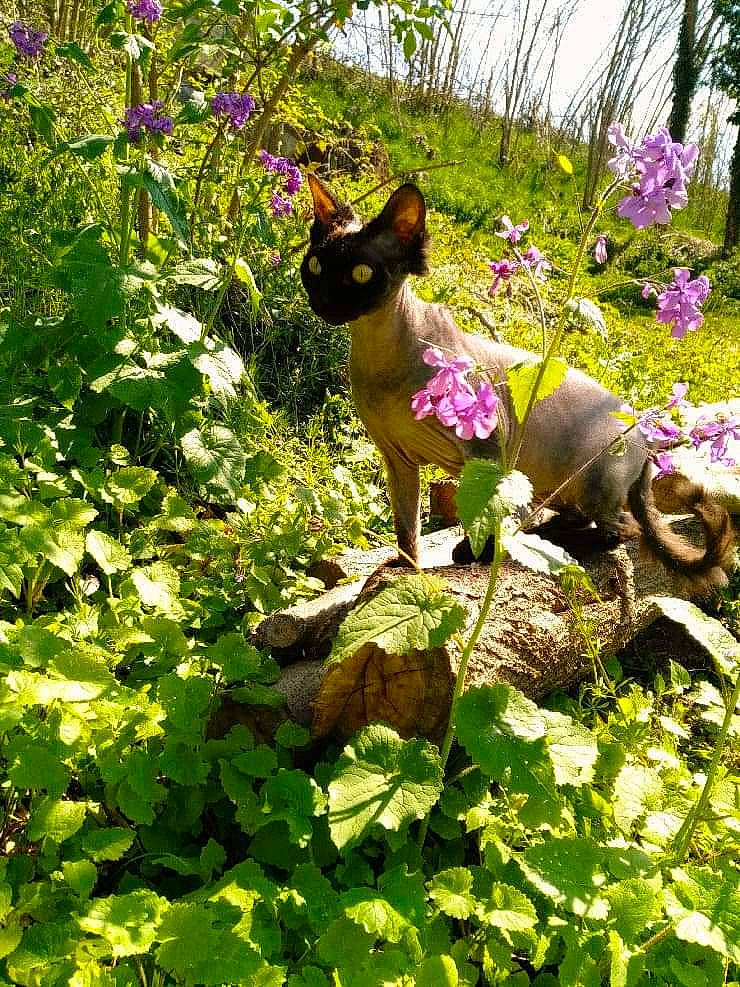 Happiness a rejoint le concours — aidez-le/la à gagner de superbes lots ! annual_plant, canidae, fawn, flower, flowering_plant, garden, grass, groundcover, magenta, petal, plant, shrub, spring, sunglasses, tail, terrestrial_animal, terrestrial_plant, tree, vegetation, wildlife