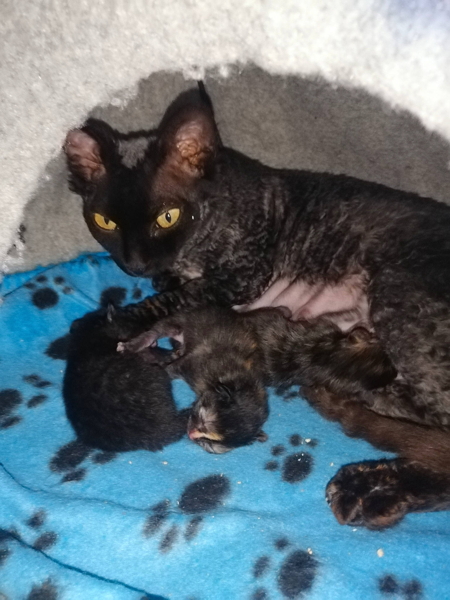 Happiness a rejoint le concours — aidez-le/la à gagner de superbes lots ! black_cat, bombay, carnivore, cat, cat_food, cat_supply, claw, comfort, dog_breed, domestic_short_haired_cat, electric_blue, felidae, fur, grey, paw, small_to_medium_sized_cats, snout, tail, terrestrial_animal, whiskers