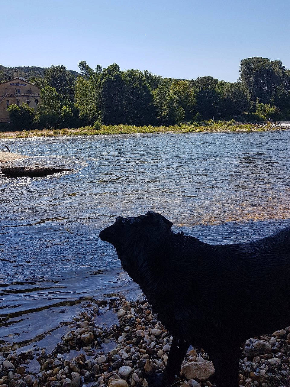 Voyou participe au concours pour gagner de l'argent avec cette photo : bank, beach, canidae, coast, horizon, inlet, labrador_retriever, lake, loch, reflection, river, rock, sea, shore, sky, sporting_group, tree, water, water_resources, watercourse