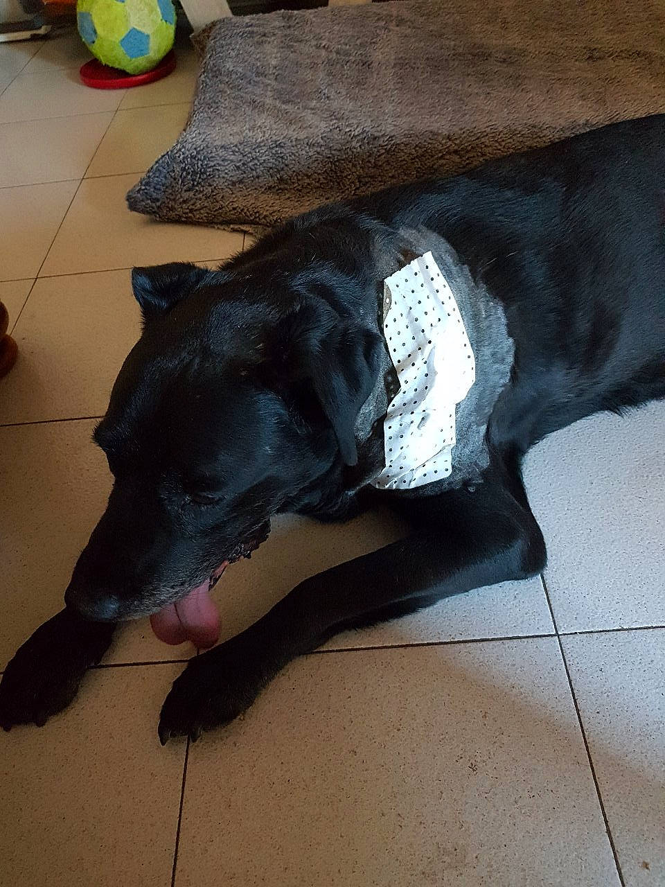 Voyou participe au concours pour gagner de l'argent avec cette photo : canidae, carnivore, dog, dog_breed, floor, formosan_mountain_dog, non_sporting_group, snout, sporting_group, tail