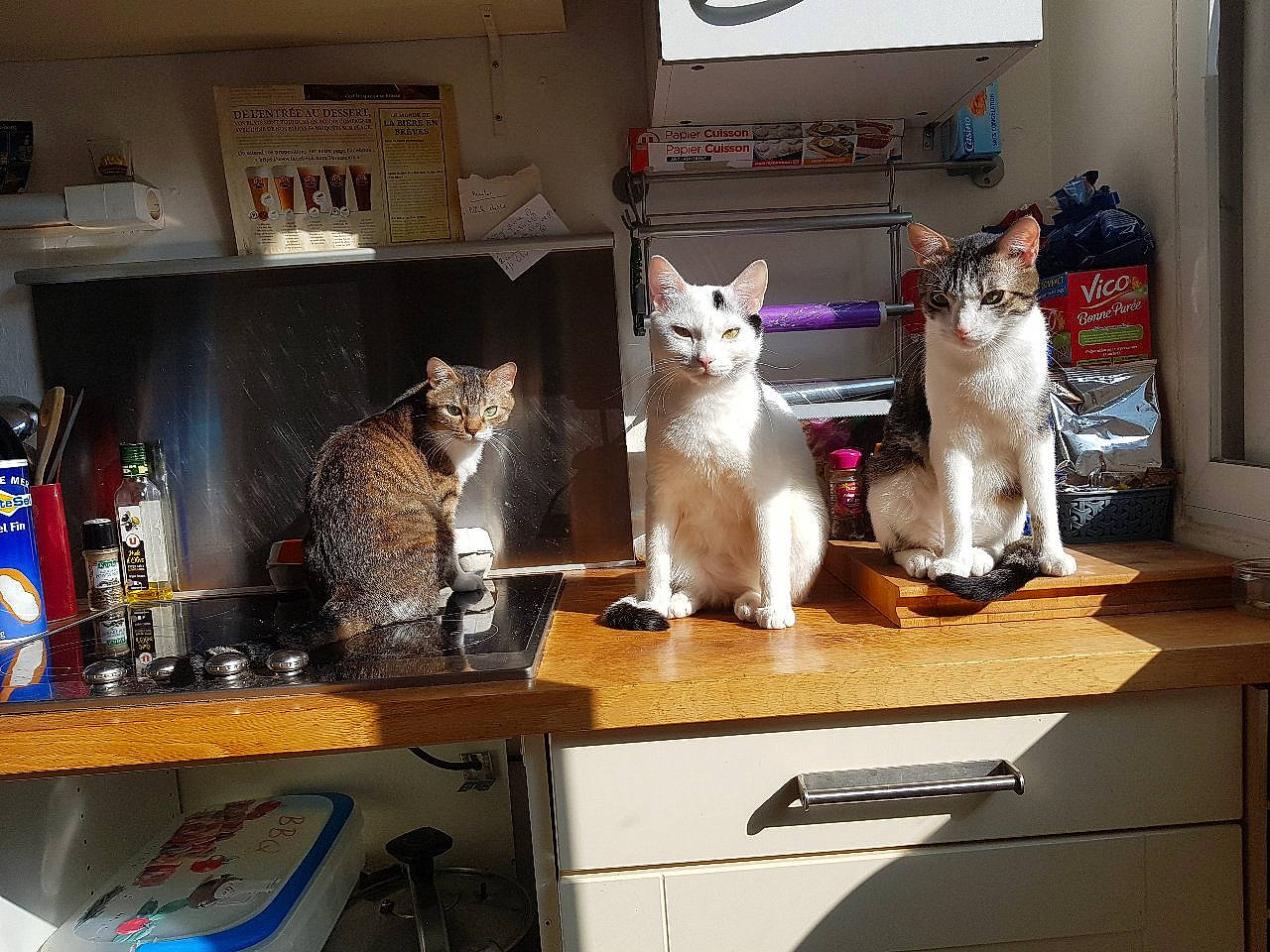 Foufoune participe au concours pour gagner de l'argent avec cette photo : asian, carnivore, cat, desk, domestic_short_haired_cat, egyptian_mau, european_shorthair, felidae, furniture, kitten, room, small_to_medium_sized_cats, table, tonkinese, whiskers