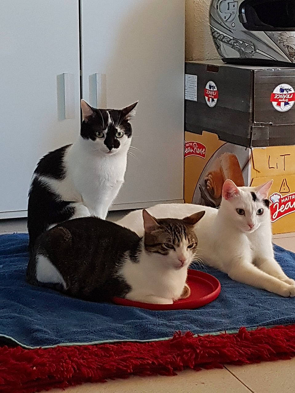 Foufoune a rejoint le concours — aidez-le/la à gagner de superbes lots ! aegean_cat, asian, carnivore, cat, domestic_short_haired_cat, european_shorthair, felidae, japanese_bobtail, kitten, mammal, polydactyl_cat, small_to_medium_sized_cats, whiskers