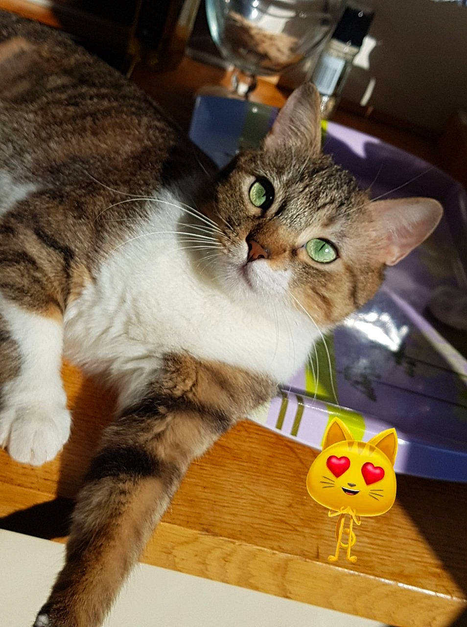 Foufoune a rejoint le concours — aidez-le/la à gagner de superbes lots ! aegean_cat, american_shorthair, american_wirehair, asian, carnivore, cat, domestic_short_haired_cat, european_shorthair, felidae, fur, kitten, paw, small_to_medium_sized_cats, tabby_cat, whiskers