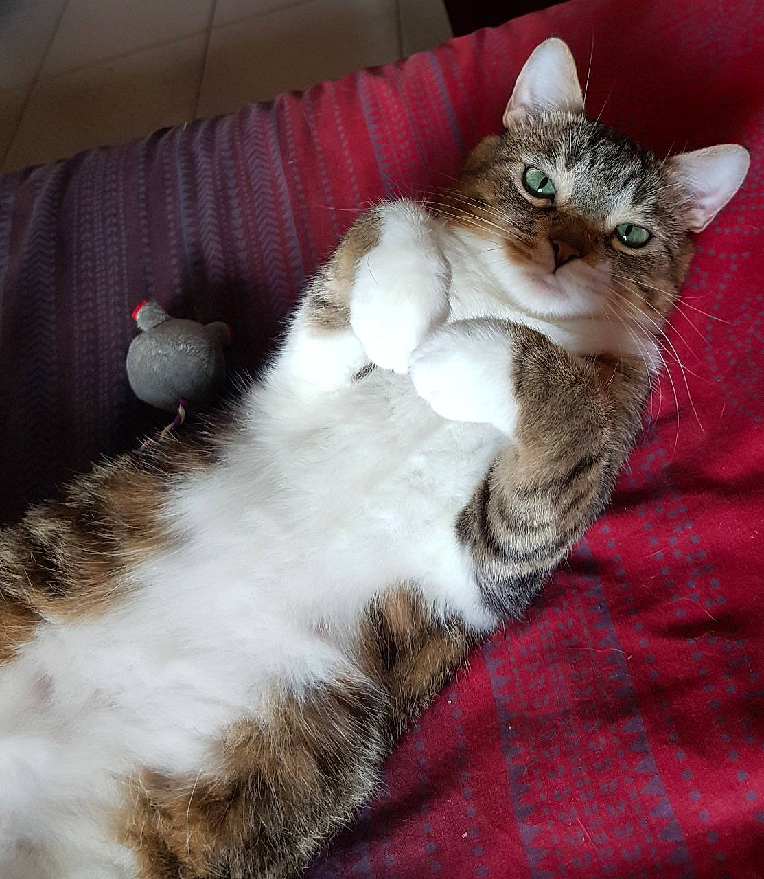 Foufoune participe au concours pour gagner de l'argent avec cette photo : aegean_cat, american_curl, american_wirehair, asian, british_semi_longhair, carnivore, cat, domestic_long_haired_cat, domestic_short_haired_cat, european_shorthair, felidae, fur, mammal, norwegian_forest_cat, paw, polydactyl_cat, small_to_medium_sized_cats, tabby_cat, tail, whiskers