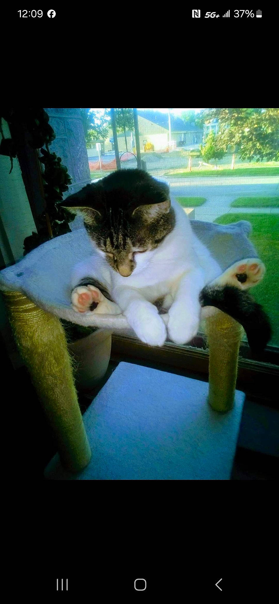 Fuzz Fuzz joined the competition — help win amazing prizes! carnivore, cat, cat_supply, comfort, companion_dog, domestic_short_haired_cat, felidae, fur, grass, green, photo_caption, plant, sitting, small_to_medium_sized_cats, snout, tail, tree, whiskers, window