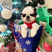 Junior is registered to the contest to win money with this photo: puppy, dog, christmas, gift_bag, holiday, present, decorations, ornaments, christmas_tree, festive, red_clothing, wrapped_gifts, cute, indoor, celebration, holiday_lights, christmas_decor, pet, fluffy, festivity
