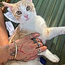 cat, orange_and_white, pet, hand, rings, bracelet, tattoos, feline, curious, wide_eyes, close_up, outdoor, green_background, tissue_paper, holding, pink_nose, whiskers, fur, animal, relaxed