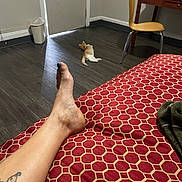 Nugget is registered to the contest to win money with this photo: tattoo, leg, foot, bedspread, red_pattern, cat, orange_cat, floor, wooden_chair, table, cereal_box, door, trash_can, room, indoor, relaxation, pattern, furniture, resting, animal