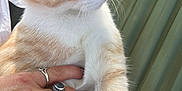 Nugget is registered to the contest to win money with this photo: animal, background, cat, closeup, curious, cute, domestic, fingers, fur, green, hand, jewelry, kitten, orange, pet, portrait, rings, whiskers, white, young
