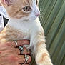 Nugget is registered to the contest to win money with this photo: kitten, cat, hand, rings, orange, white, fur, pet, animal, closeup, curious, background, green, fingers, jewelry, portrait, domestic, cute, whiskers, young