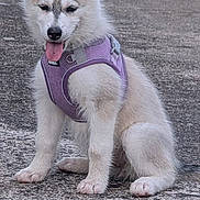 Bianca a rejoint le concours — aidez-le/la à gagner de superbes lots ! animal, canine, concrete, cute, daylight, dog, ears, fluffy, fur, grass, nature, outdoor, paws, pet, puppy, purple_harness, resting, sitting, tongue_out, young_dog