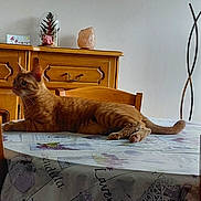 Marie Marinier a rejoint le concours — aidez-le/la à gagner de superbes lots ! cat, orange_tabby, table, tablecloth, indoor, furniture, wooden_cabinet, decor, relaxed, pet, animal, domestic, cozy, laying, side_view, eyes, ears, tail, quiet, home