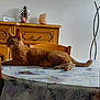 cat, orange_tabby, table, tablecloth, indoor, furniture, wooden_cabinet, decor, relaxed, pet, animal, domestic, cozy, laying, side_view, eyes, ears, tail, quiet, home