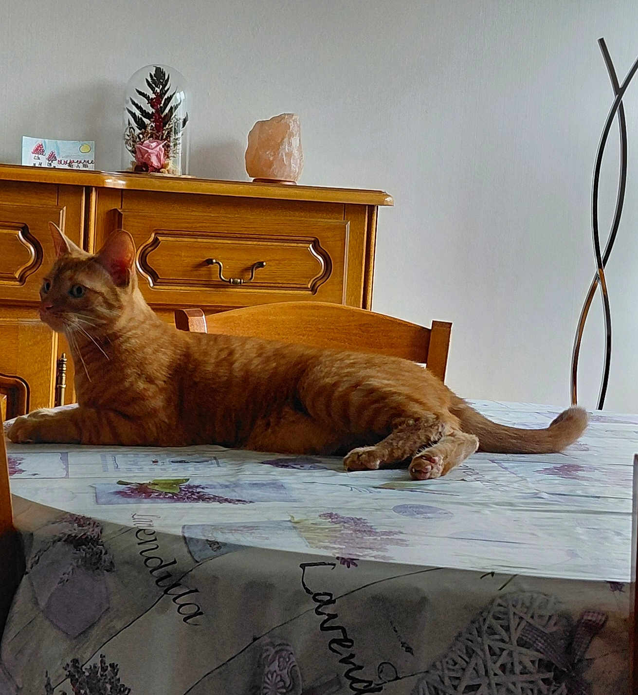 Marie Marinier a rejoint le concours — aidez-le/la à gagner de superbes lots ! cat, orange_tabby, table, tablecloth, indoor, furniture, wooden_cabinet, decor, relaxed, pet, animal, domestic, cozy, laying, side_view, eyes, ears, tail, quiet, home