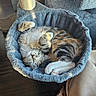 cat, tabby, sleeping, cozy, hammock, cat_tree, indoor, pet, fur, paw, relaxing, sunlight, curled_up, feline, comfortable, home, animal, cute, resting, domestic