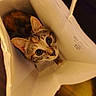 Artémis participe au concours pour gagner de l'argent avec cette photo : cat, paper_bag, curious, indoor, pet, animal, feline, close_up, looking_up, brown, orange, white, whiskers, ears, floor, domestic, cute, small, young, cozy