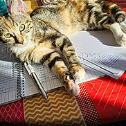 Artémis a rejoint le concours — aidez-le/la à gagner de superbes lots ! cat, tabby_cat, pet, animal, notebook, pen, writing, tablecloth, sunlight, indoor, study, relaxed, fur, green_eyes, striped, paws, cozy, colorful, pattern, lounge
