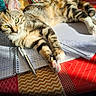 cat, tabby_cat, pet, animal, notebook, pen, writing, tablecloth, sunlight, indoor, study, relaxed, fur, green_eyes, striped, paws, cozy, colorful, pattern, lounge