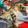 Artémis a rejoint le concours — aidez-le/la à gagner de superbes lots ! cat, tabby_cat, pen, notebook, tablecloth, sunlight, indoor, writing, study, colorful, striped, paw, paper, stationery, relaxing, home, pet, playful, closeup, daylight