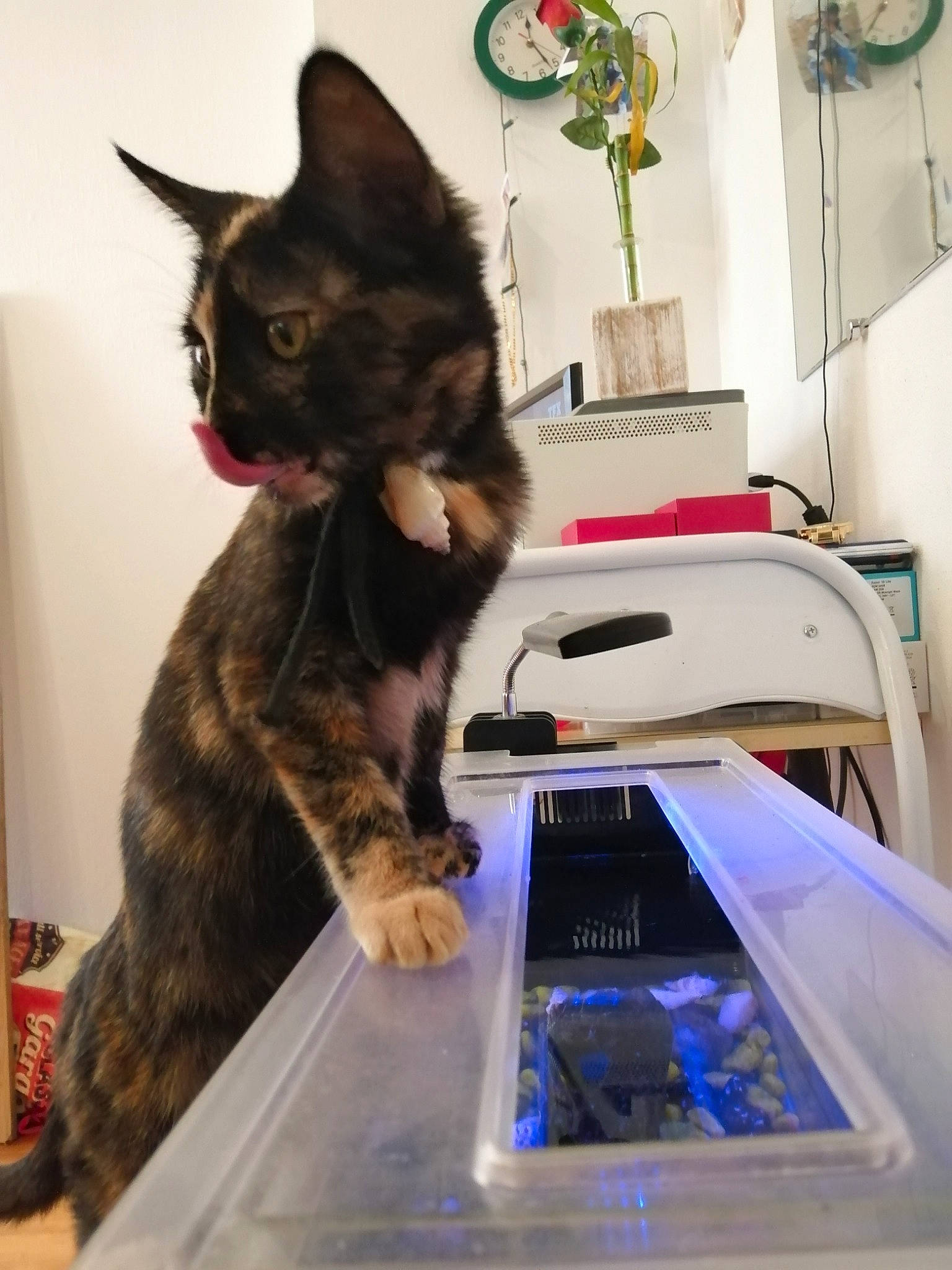 Shadow participe au concours pour gagner de l'argent avec cette photo : american_shorthair, asian, carnivore, cat, domestic_short_haired_cat, european_shorthair, felidae, german_rex, kitten, small_to_medium_sized_cats, whiskers