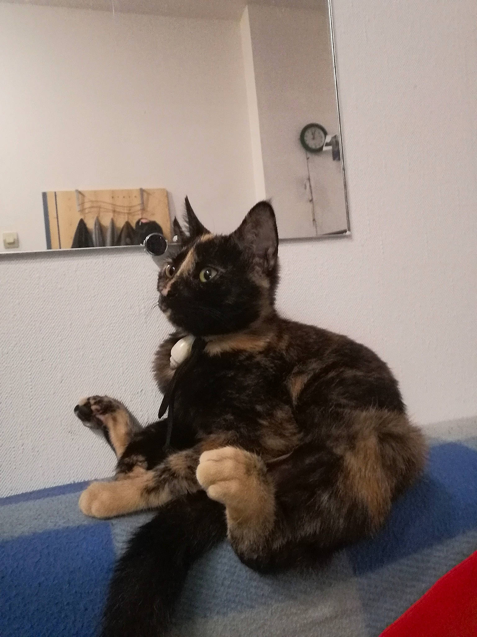 Shadow a rejoint le concours — aidez-le/la à gagner de superbes lots ! asian, carnivore, cat, domestic_short_haired_cat, european_shorthair, felidae, fur, german_rex, kitten, maine_coon, paw, polydactyl_cat, small_to_medium_sized_cats, tail, whiskers