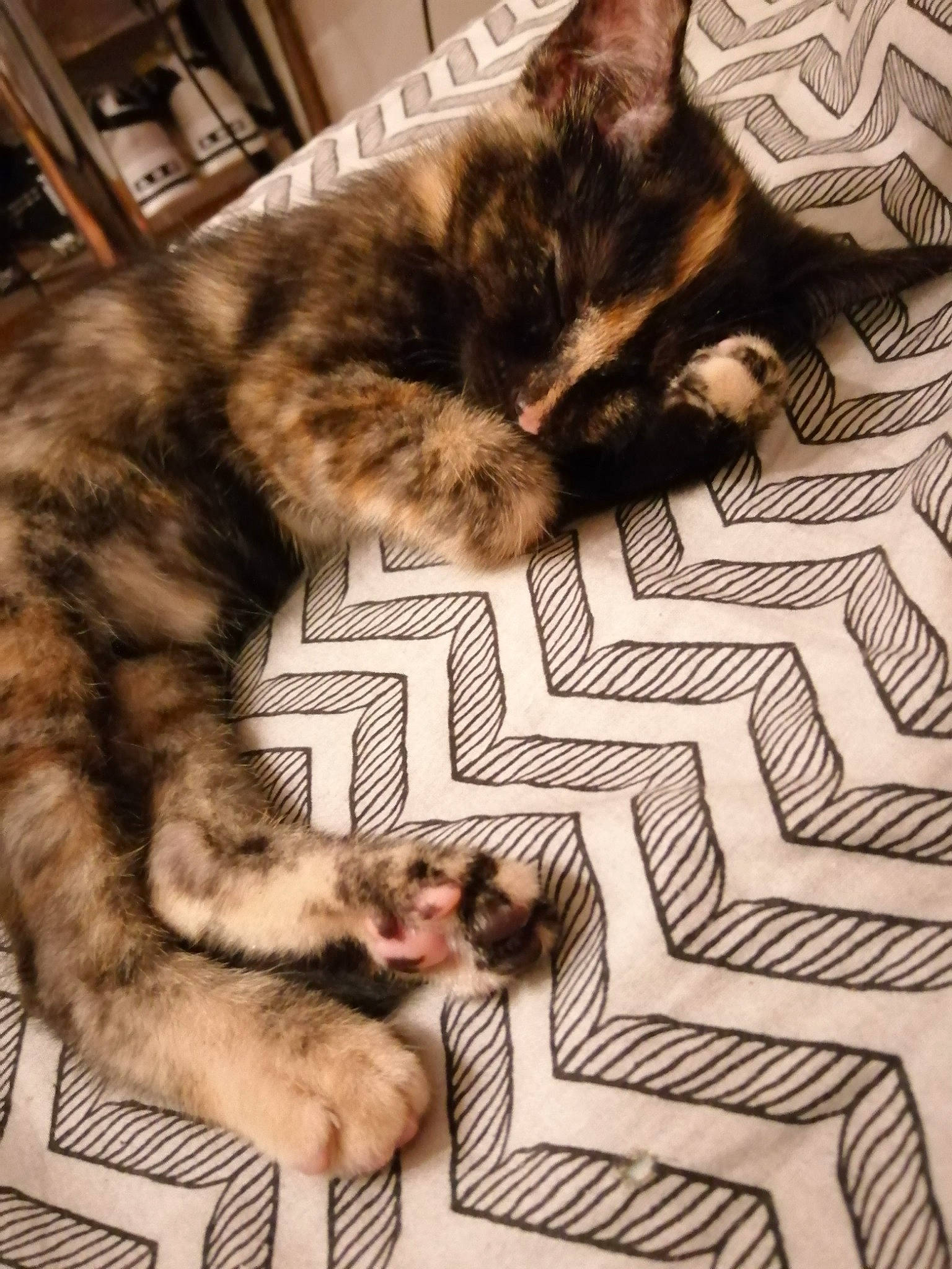 Shadow participe au concours pour gagner de l'argent avec cette photo : asian, carnivore, cat, domestic_short_haired_cat, european_shorthair, felidae, floor, flooring, fur, kitten, nap, norwegian_forest_cat, paw, polydactyl_cat, sleep, small_to_medium_sized_cats, tabby_cat, tail, textile, whiskers