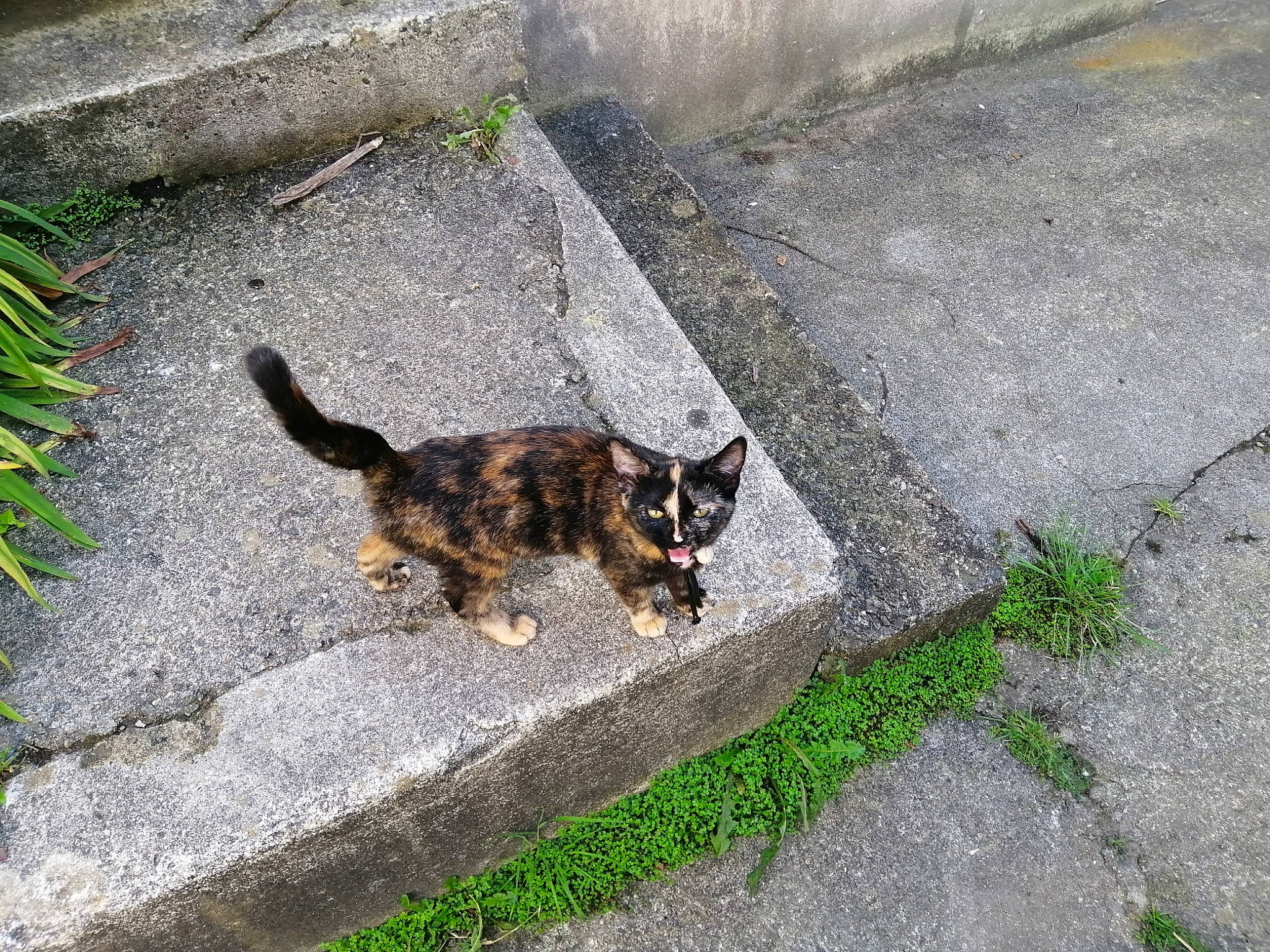 Shadow a rejoint le concours — aidez-le/la à gagner de superbes lots ! aegean_cat, bengal, carnivore, cat, domestic_short_haired_cat, european_shorthair, felidae, grass, kitten, plant, small_to_medium_sized_cats, tail, whiskers, wild_cat