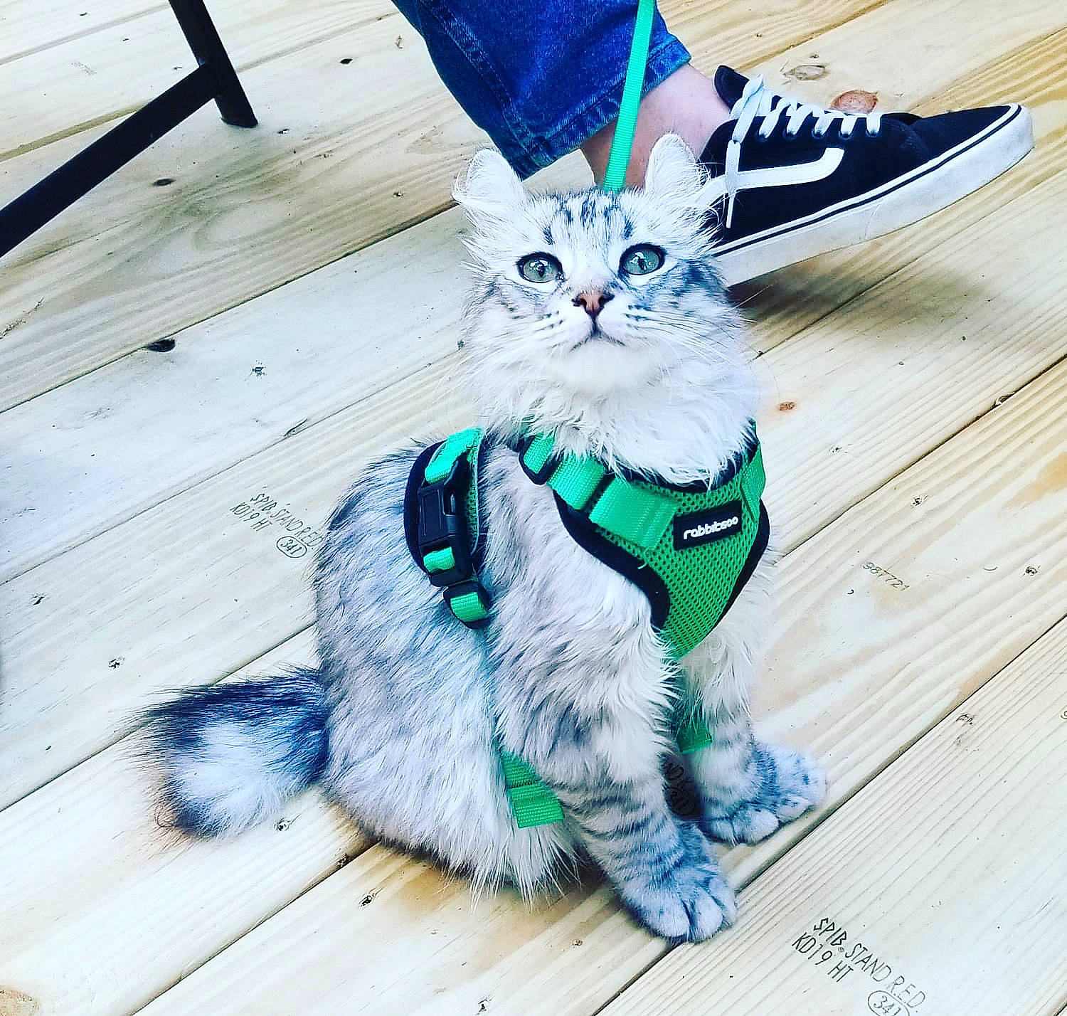 Bowie is registered to the contest to win money with this photo: carnivore, cat, domestic_short_haired_cat, electric_blue, fashion_accessory, felidae, flooring, font, fur, grass, hardwood, human_leg, illustration, mythical_creature, pattern, paw, small_to_medium_sized_cats, tail, whiskers, wood