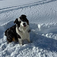 Leya participe au concours pour gagner de l'argent avec cette photo : dog, snow, outdoor, winter, animal, pet, fur, playful, sunlight, cold, nature, landscape, happy, canine, fluffy, white, black, brown, snowy, daytime