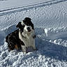 dog, snow, outdoor, winter, animal, pet, fur, playful, sunlight, cold, nature, landscape, happy, canine, fluffy, white, black, brown, snowy, daytime