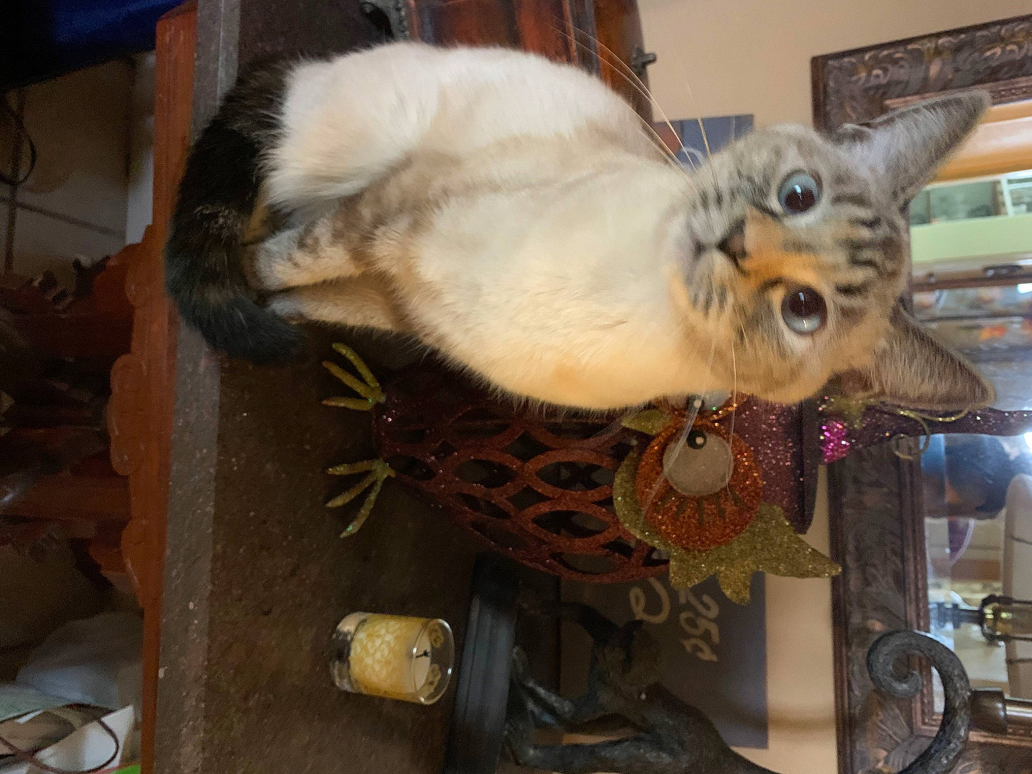 Athena is registered to the contest to win money with this photo: art, canidae, carnivore, cat, claw, domestic_short_haired_cat, fawn, felidae, fur, metal, paw, rex_cat, small_to_medium_sized_cats, snout, tail, whiskers