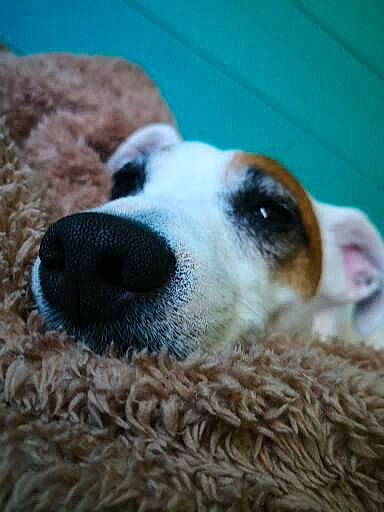 Lisy participe au concours pour gagner de l'argent avec cette photo : borzoi, canidae, carnivore, comfort, companion_dog, dog, dog_breed, fawn, fur, paw, silken_windhound, snout, sporting_group, street_dog, terrestrial_animal, whiskers, working_animal