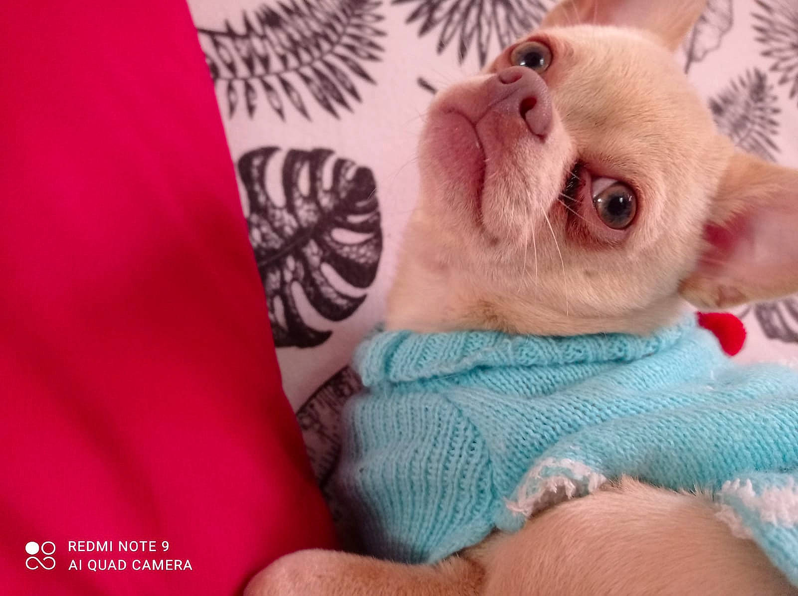 Granola a rejoint le concours — aidez-le/la à gagner de superbes lots ! carnivore, comfort, companion_dog, eye, eyelash, fawn, felidae, finger, fur, head, iris, linens, nail, pink, sleeve, small_to_medium_sized_cats, snout, terrestrial_animal, whiskers, wrinkle