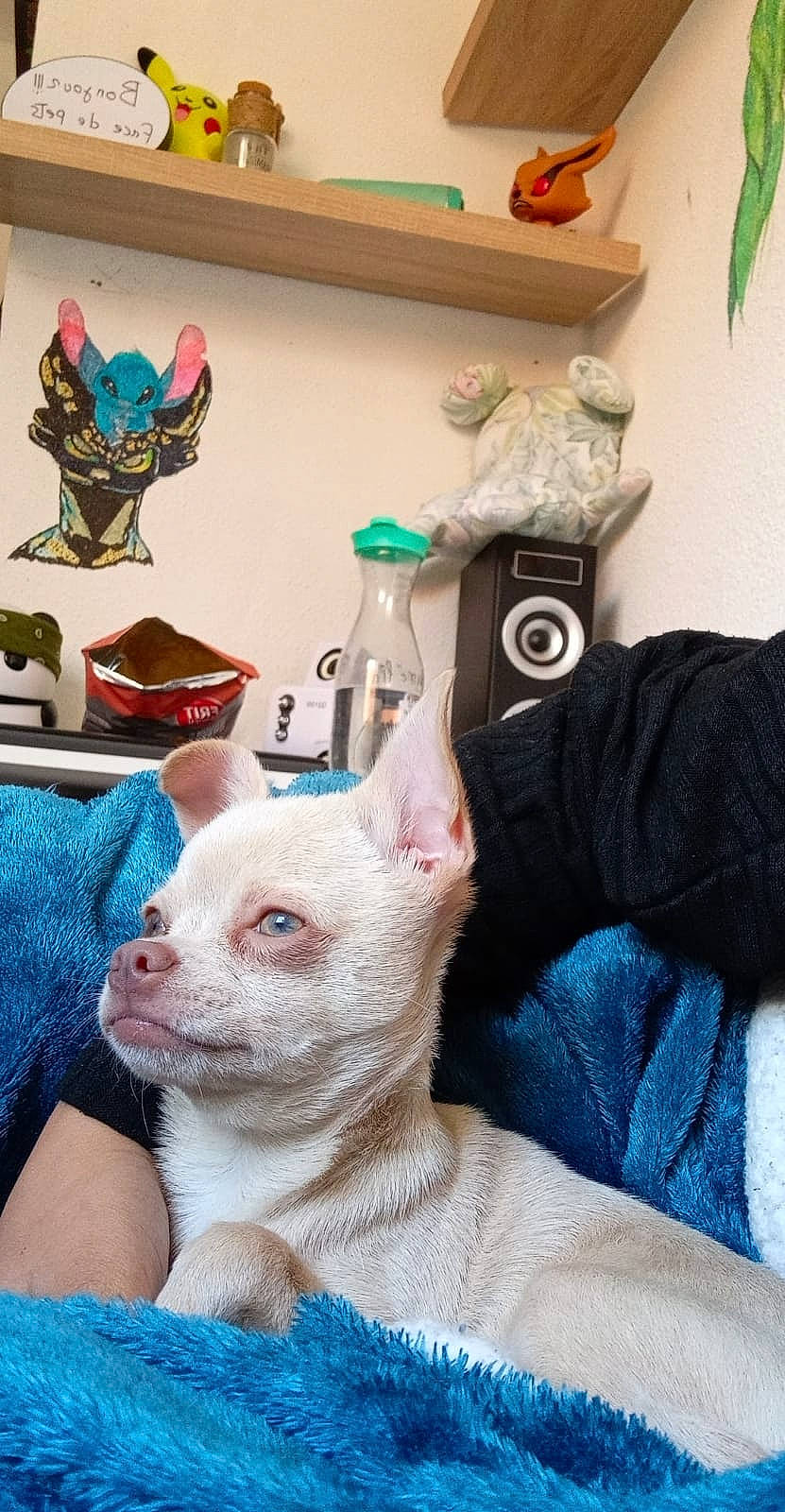 Granola participe au concours pour gagner de l'argent avec cette photo : bottle, carnivore, comfort, dog, fawn, home_accessories, linens, plastic_bottle, shelf, shelving, snout, toy, vertebrate, whiskers