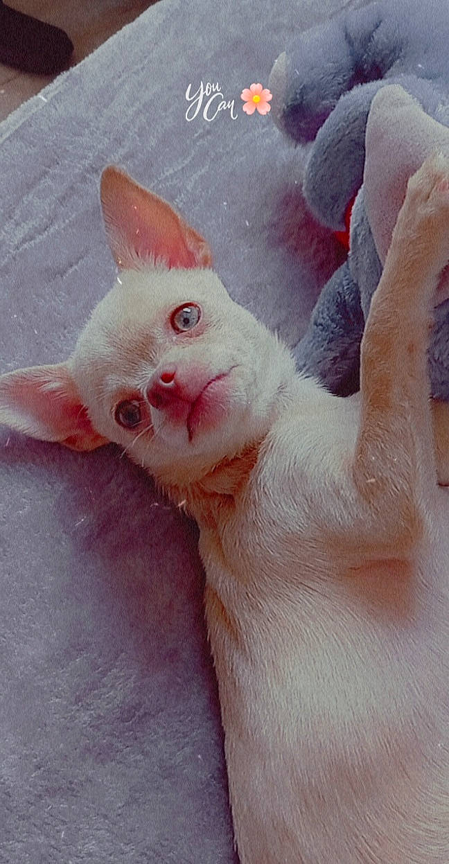 Granola a rejoint le concours — aidez-le/la à gagner de superbes lots ! carnivore, cat, claw, domestic_short_haired_cat, fawn, felidae, kitten, paw, peach, pink, skin, small_to_medium_sized_cats, snout, vertebrate, whiskers