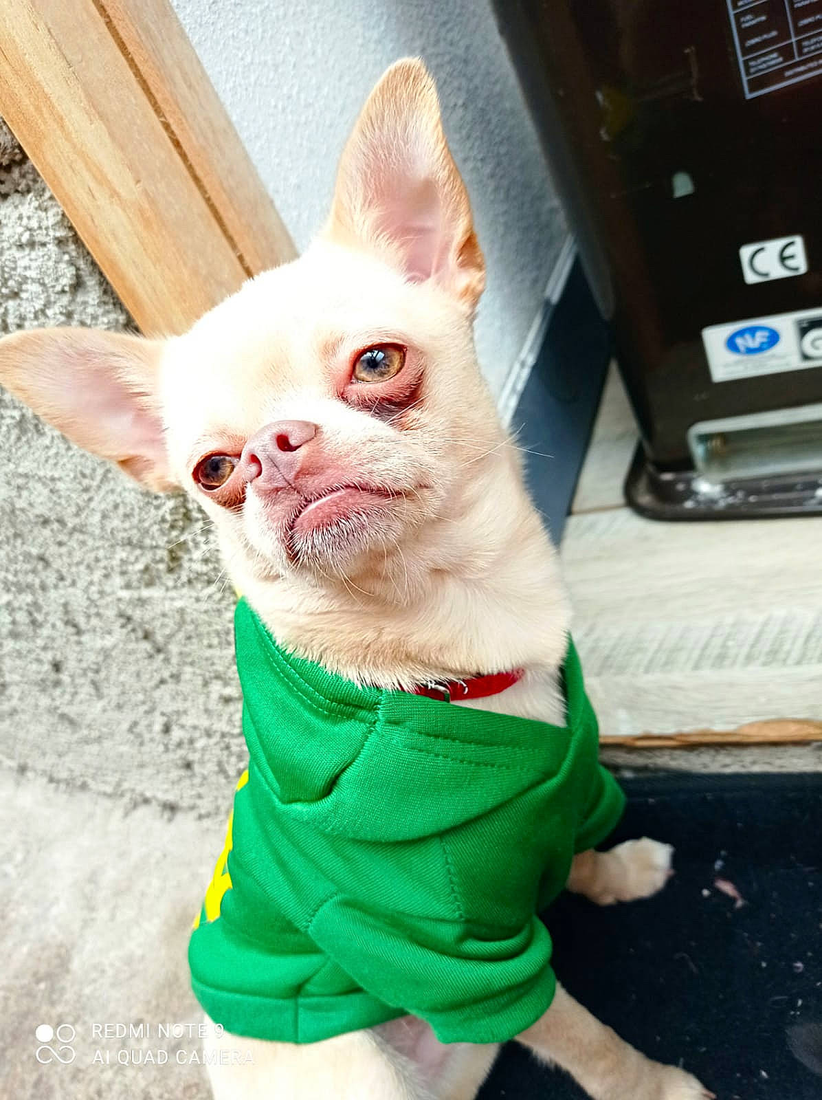 Granola participe au concours pour gagner de l'argent avec cette photo : carnivore, companion_dog, corgi_chihuahua, dog, dog_breed, dog_supply, fawn, fur, pink, snout, tail, terrestrial_animal, toy_dog, whiskers